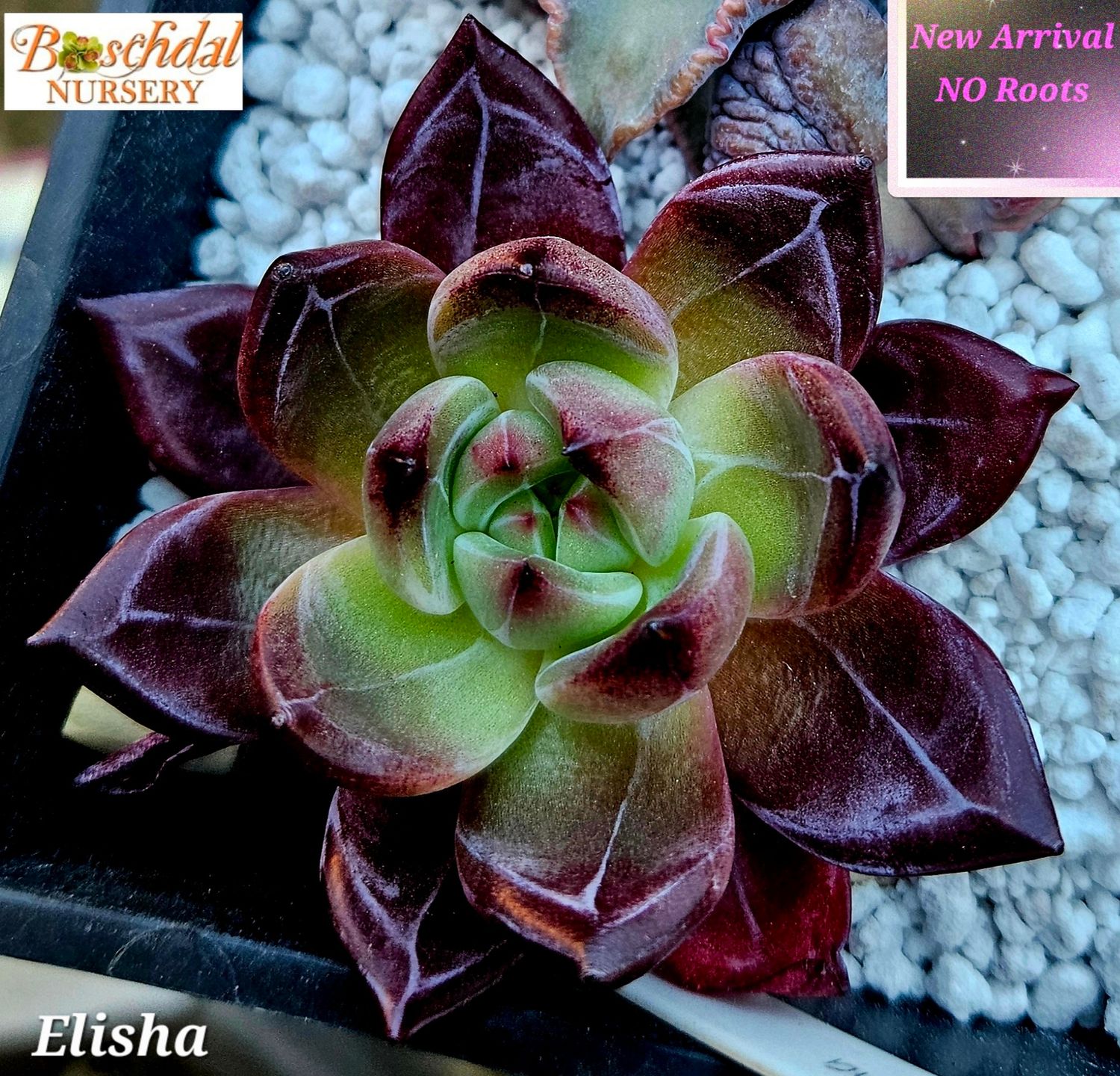 Echeveria Elisha NEW NO ROOTS Echeveria Elisha NEW NO ROOTS