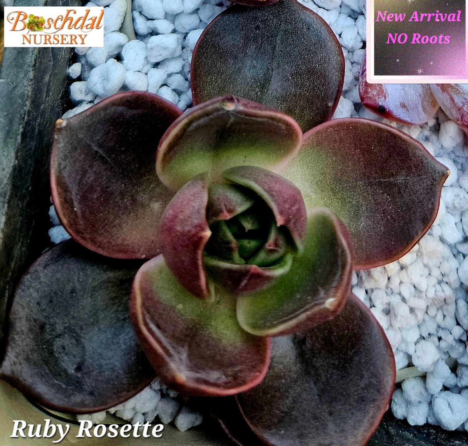 Echeveria Ruby Rosette new no roots