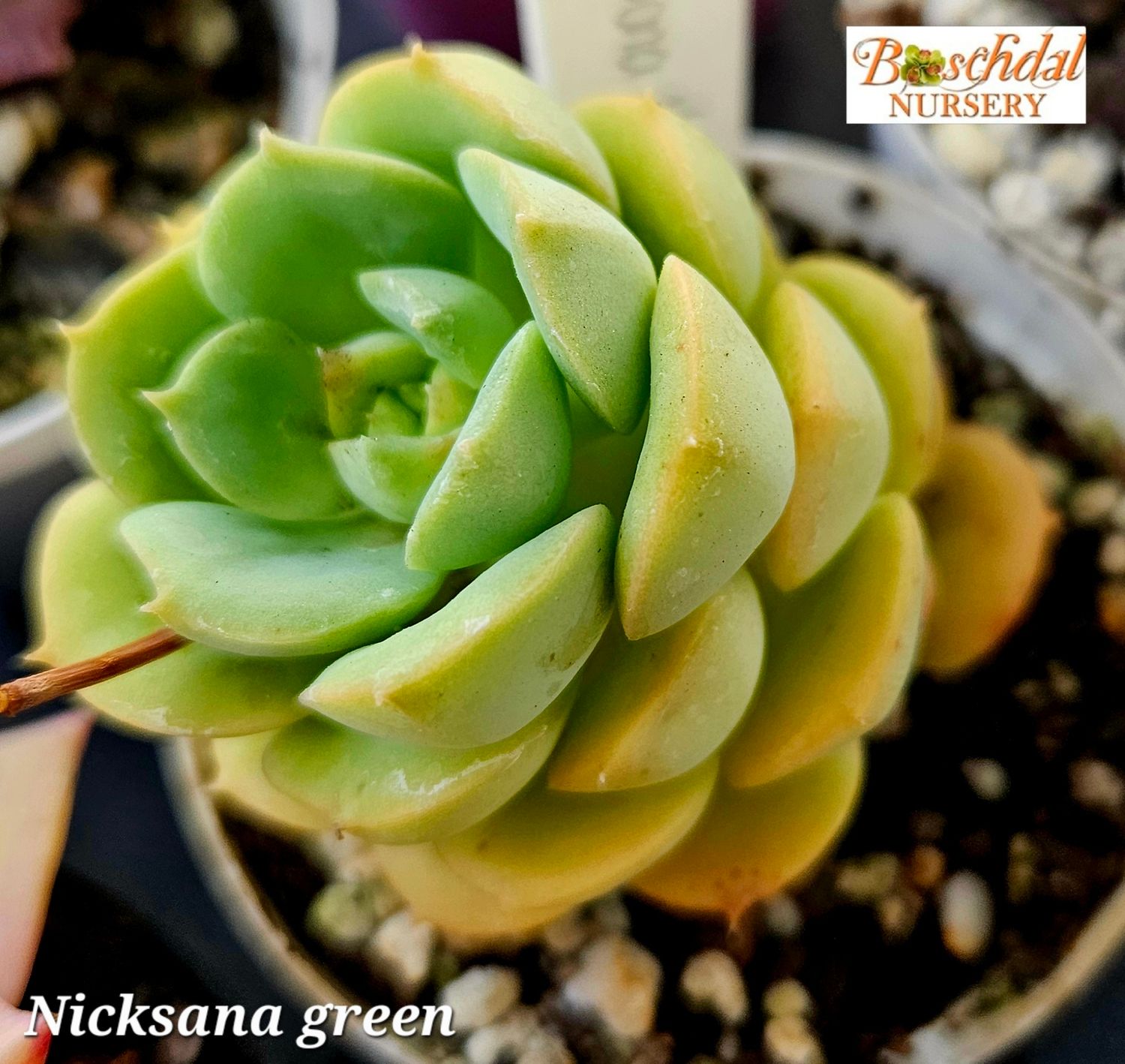 Echeveria Nicksana Green
