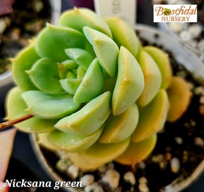 Echeveria Nicksana Green Echeveria Nicksana Green