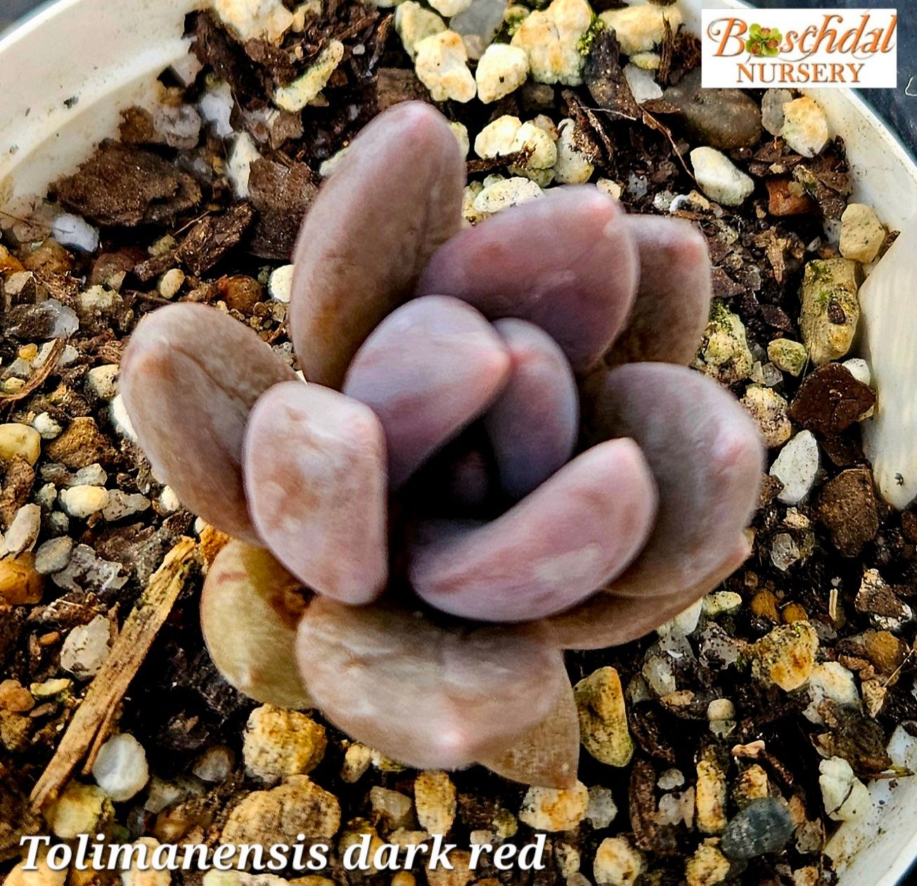 Echeveria Tolemanensis Dark Red Echeveria Tolemanensis Dark Red