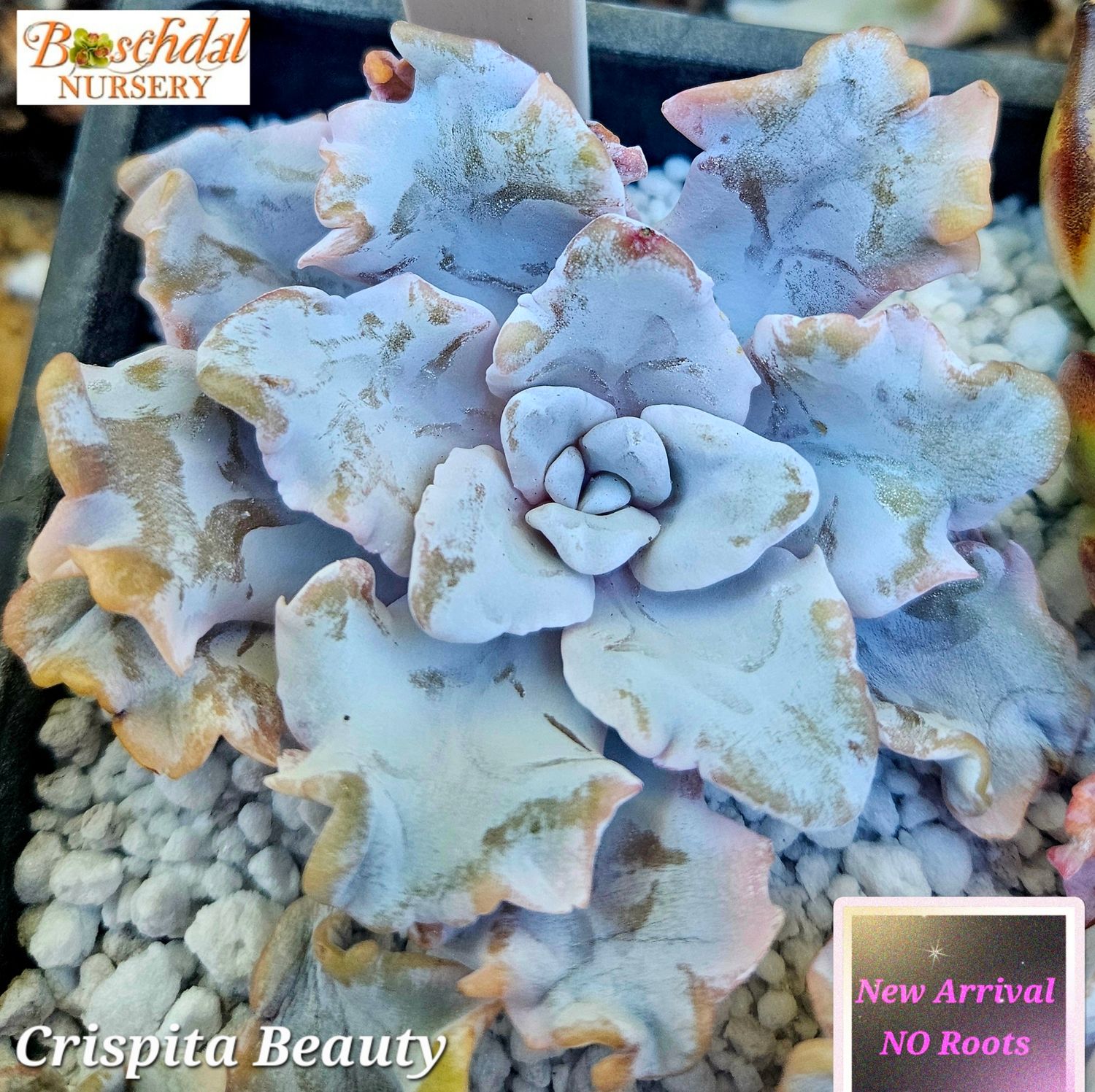 Echeveria Crispita Beauty NEW NO ROOTS