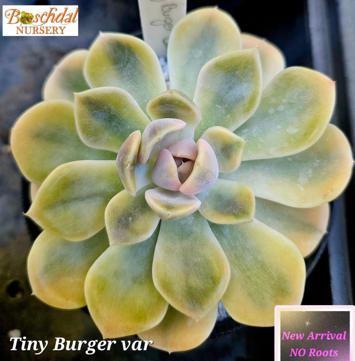Echeveria Tiny Burger Var NEW NO ROOTS