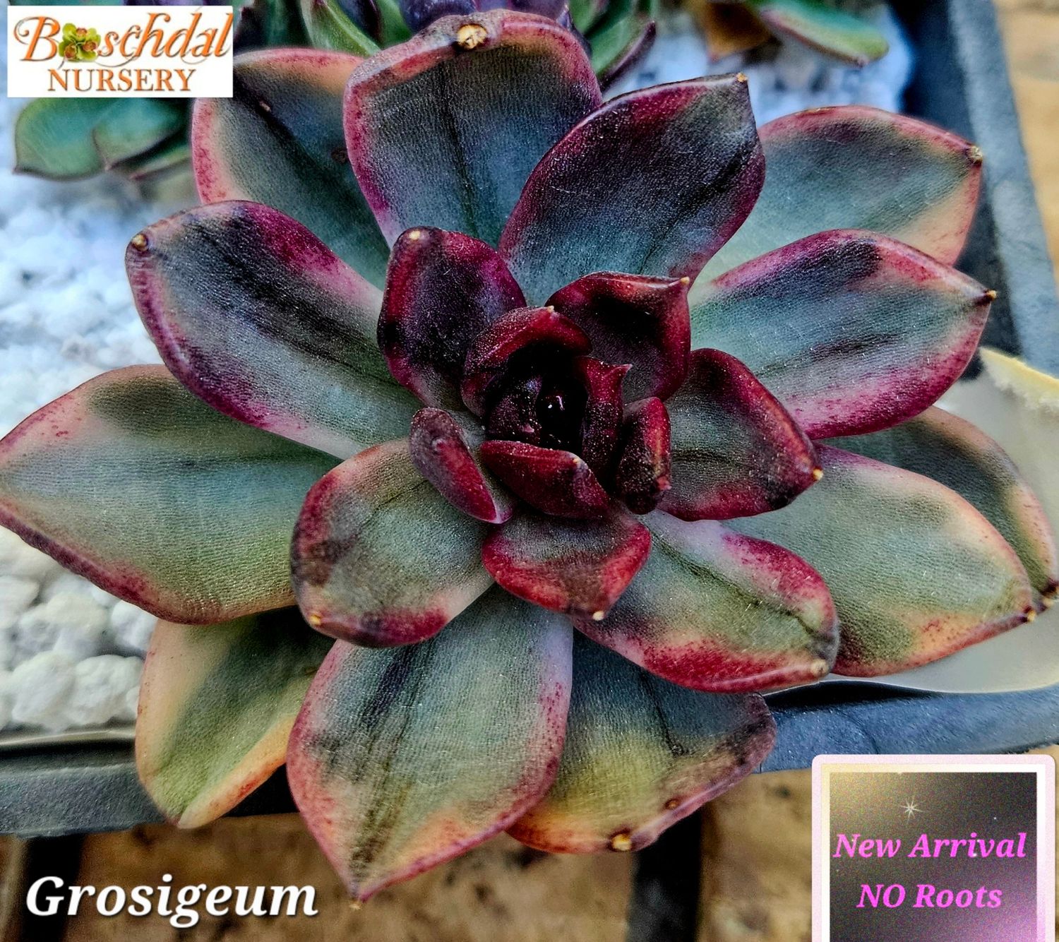 Echeveria Grosigeum NEW NO ROOTS