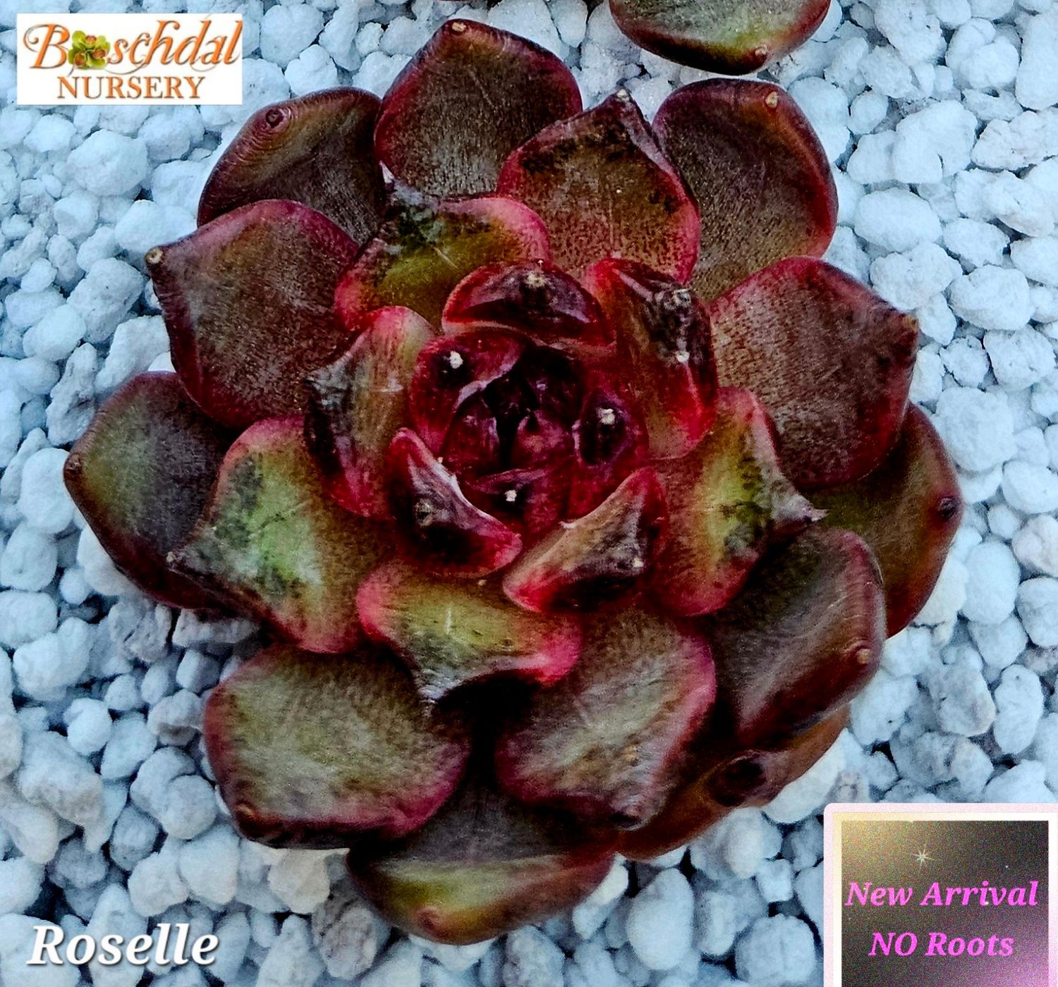 Echeveria Roselle NEW NO ROOTS Echeveria Roselle NEW NO ROOTS