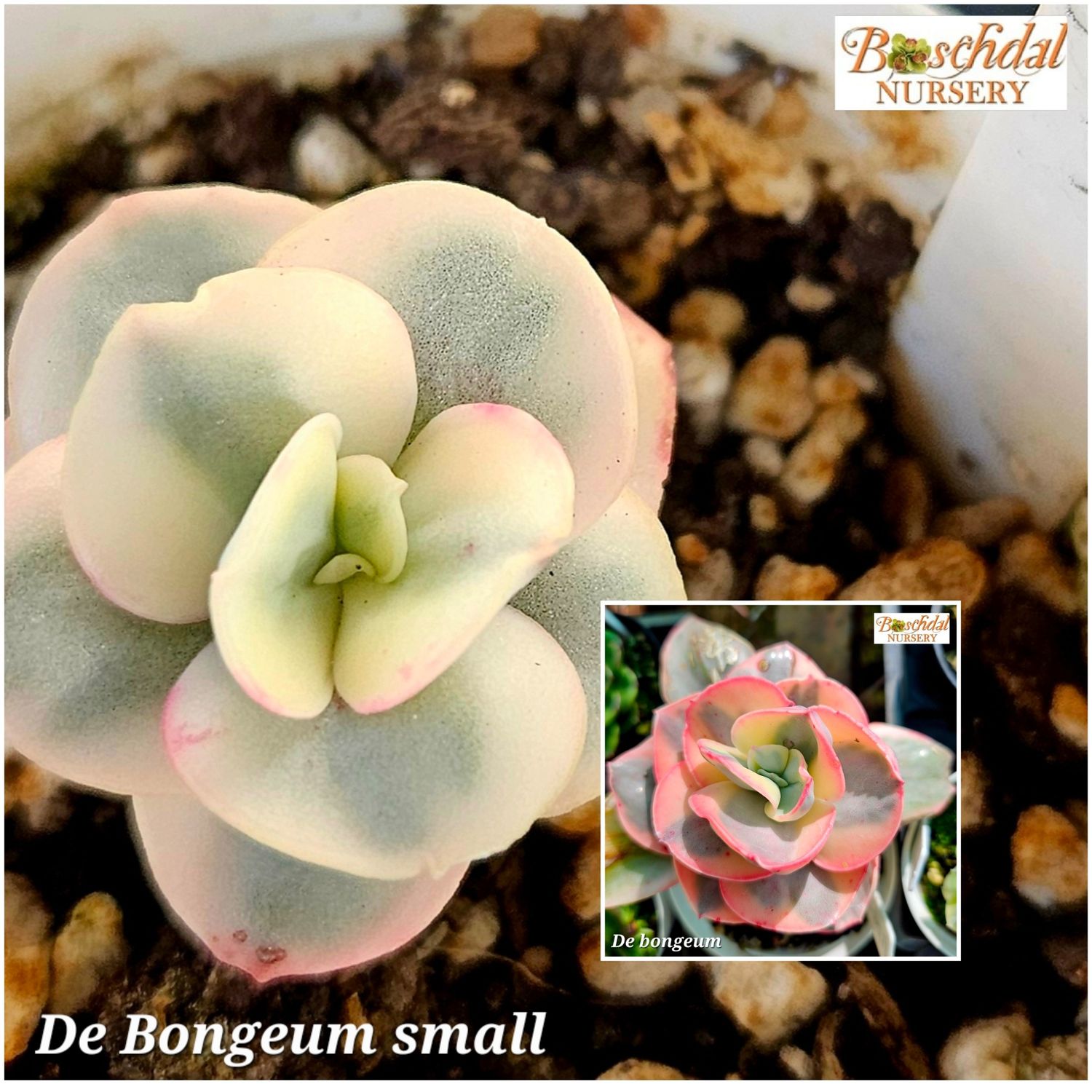 Echeveria De Bongeum small Echeveria De Bongeum small