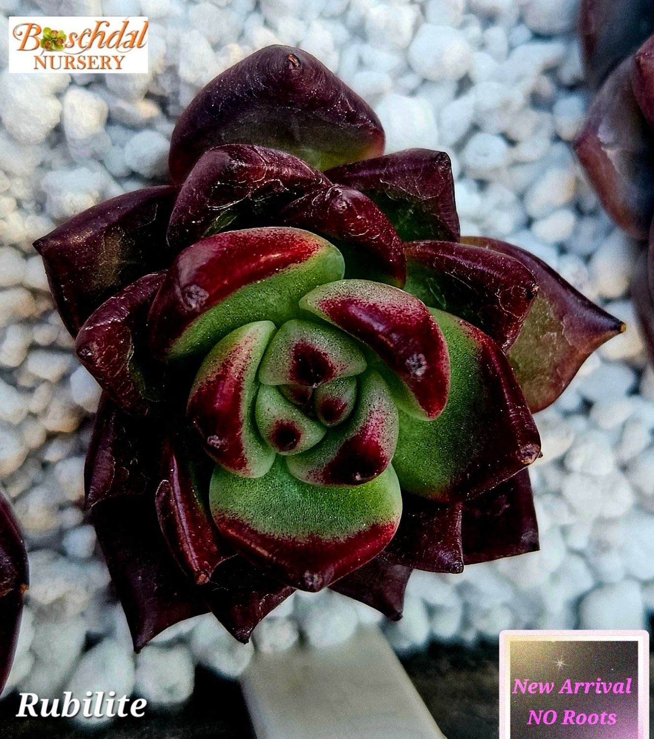 Echeveria Rubilite NEW NO ROOTS Echeveria Rubilite NEW NO ROOTS