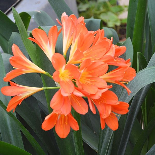 Clivia Miniata Orange mature plant taken out of garden. Clivia Miniata Orange mature plant taken out of garden.