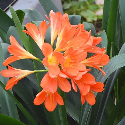 Clivia Miniata Orange mature plant taken out of garden. Clivia Miniata Orange mature plant taken out of garden.