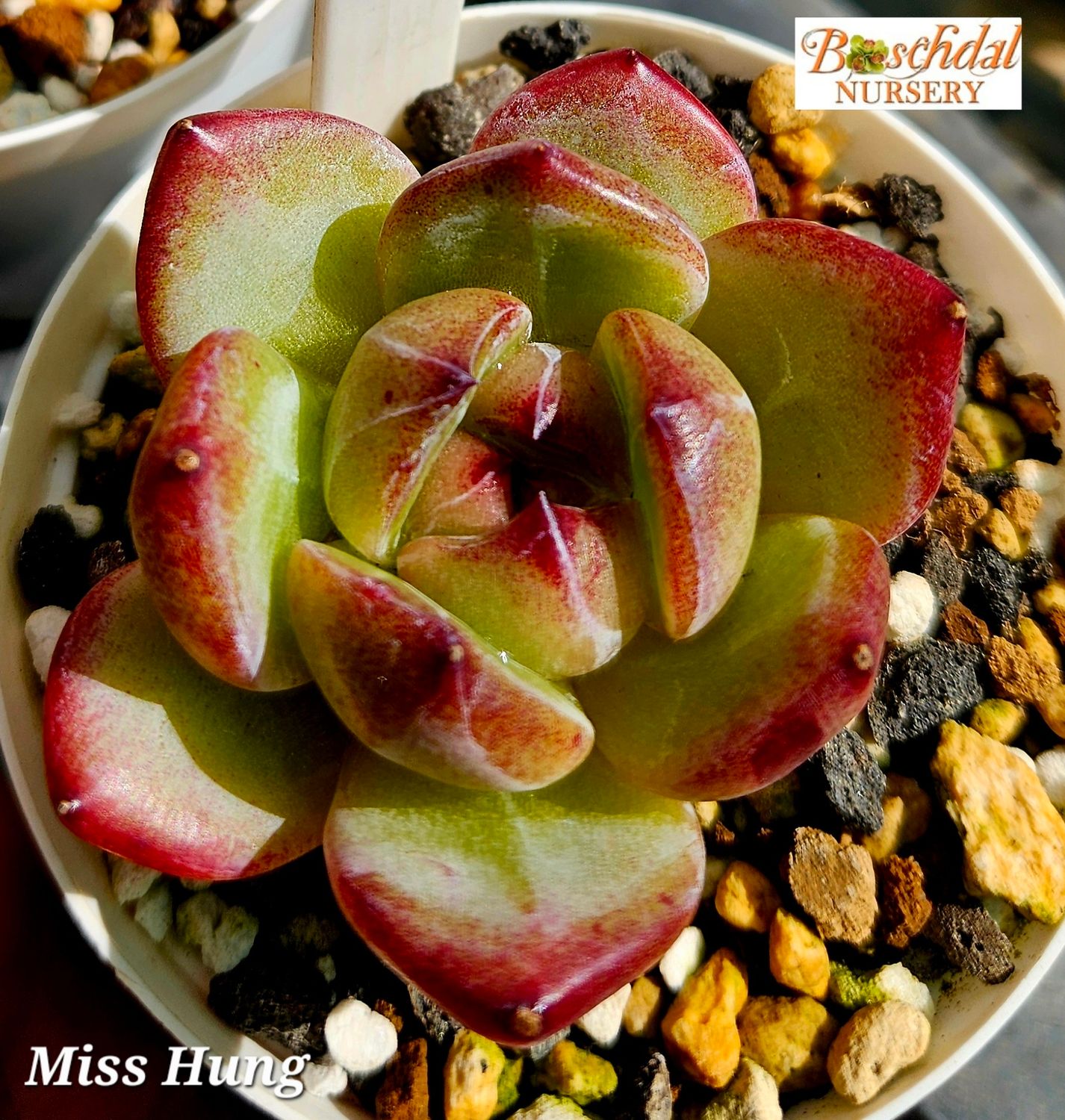 Echeveria Miss Hung Echeveria Miss Hung
