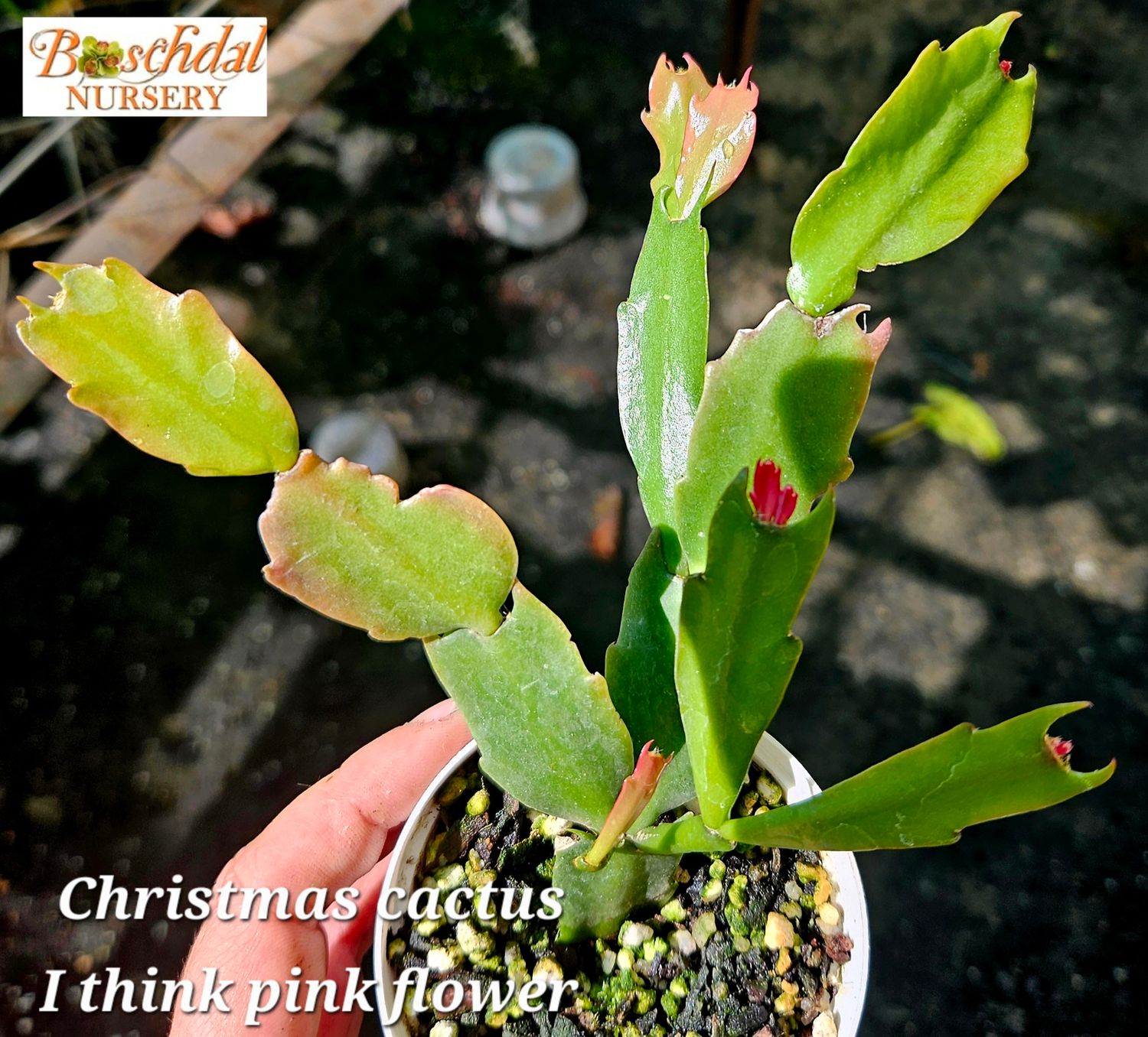 Christmas Cactus Christmas Cactus