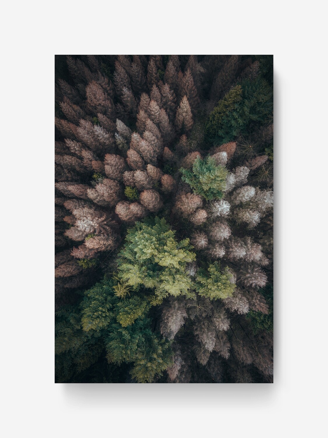 Bildlizenz The Forest