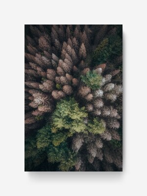 Bildlizenz The Forest