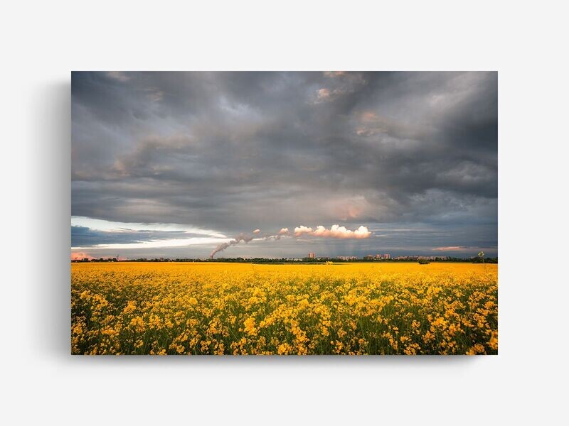 Bildlizenz Rapeseed Field