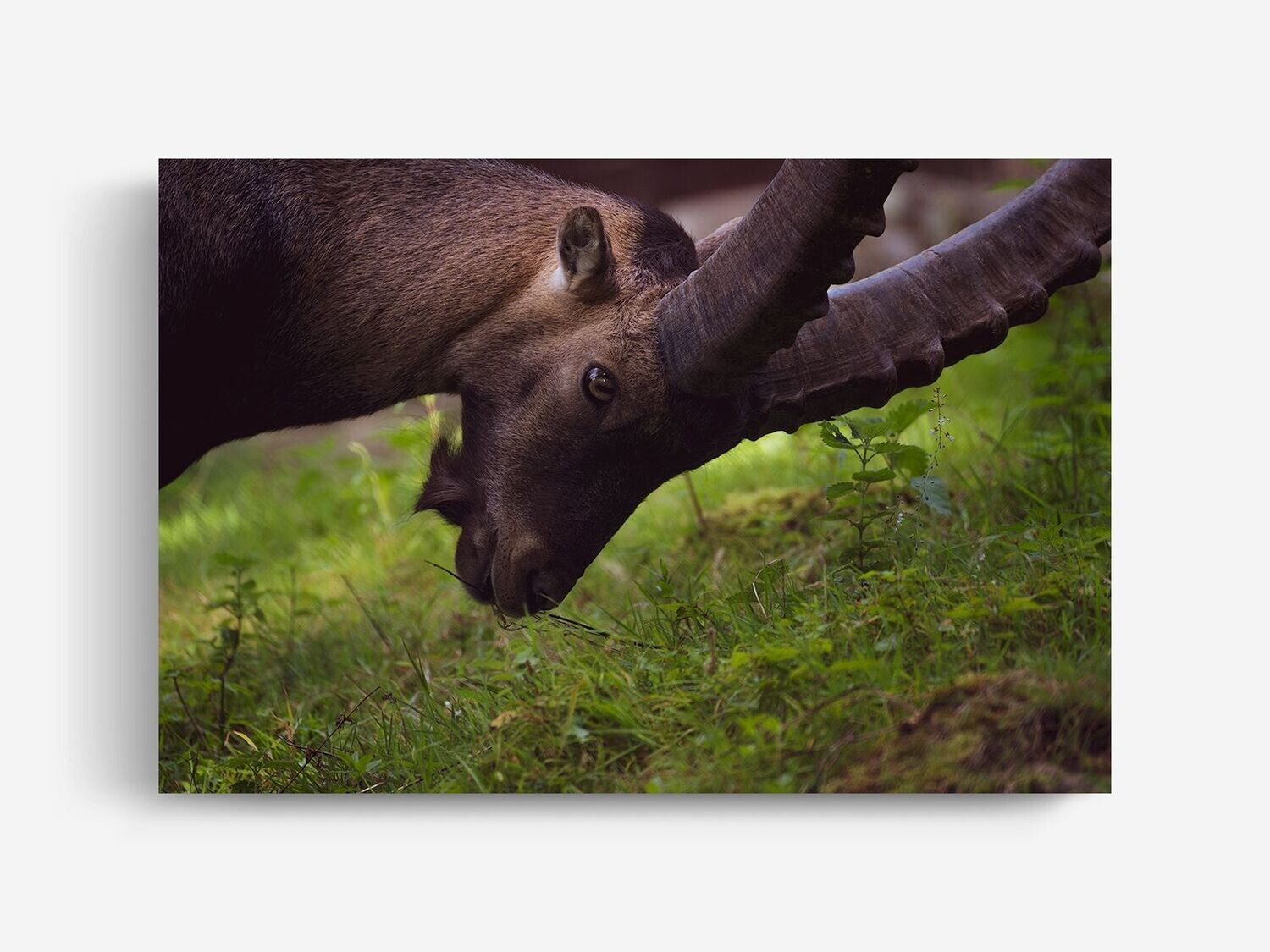 Bildlizenz Ibex