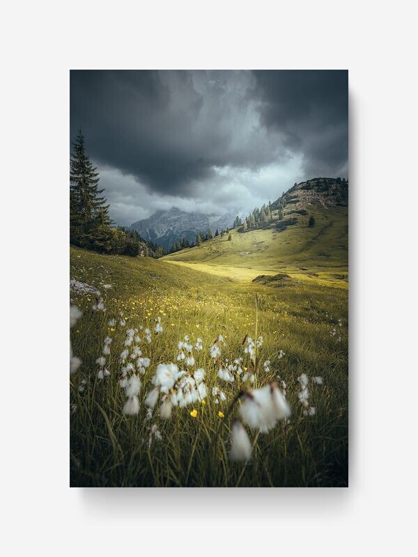 Bildlizenz Flower Meadow