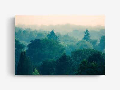 Bildlizenz Foggy Forest