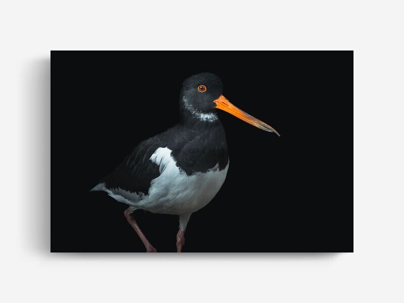 Image License Oystercatcher