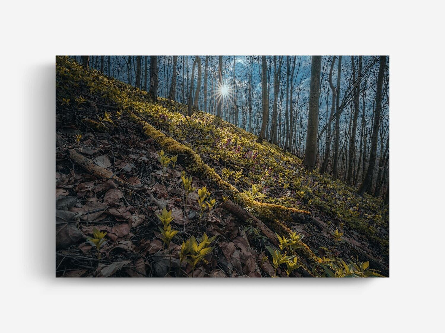 Bildlizenz Early Spring