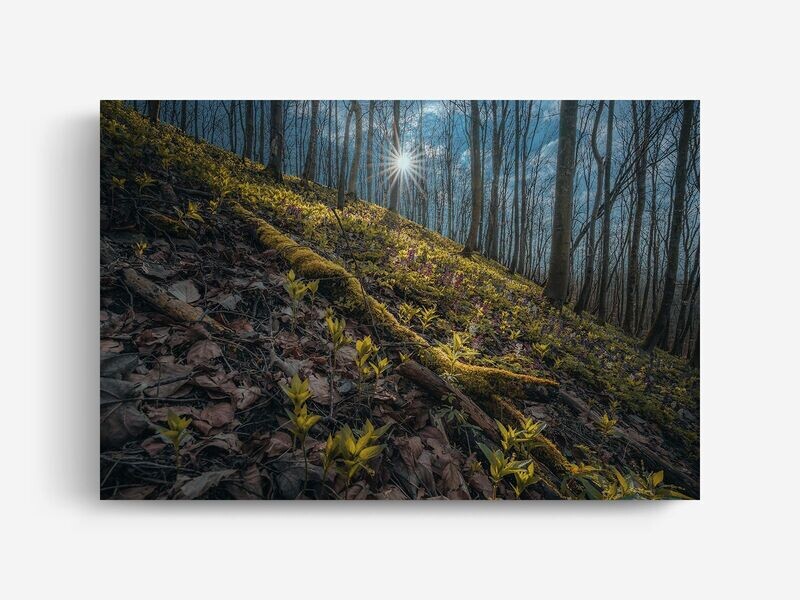 Bildlizenz Early Spring