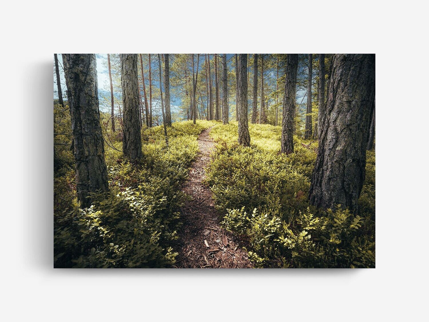 Bildlizenz Forest Walk