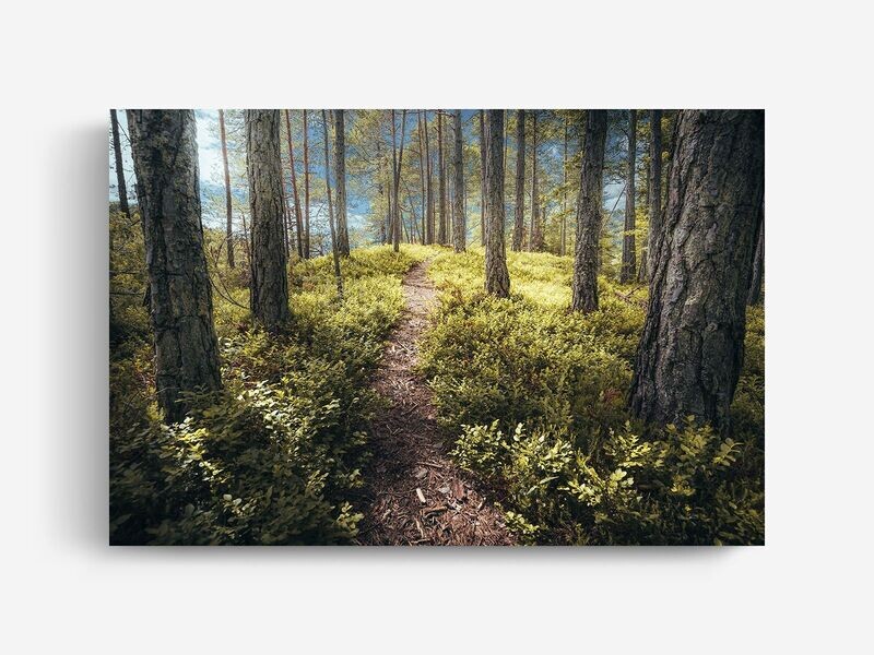 Bildlizenz Forest Walk