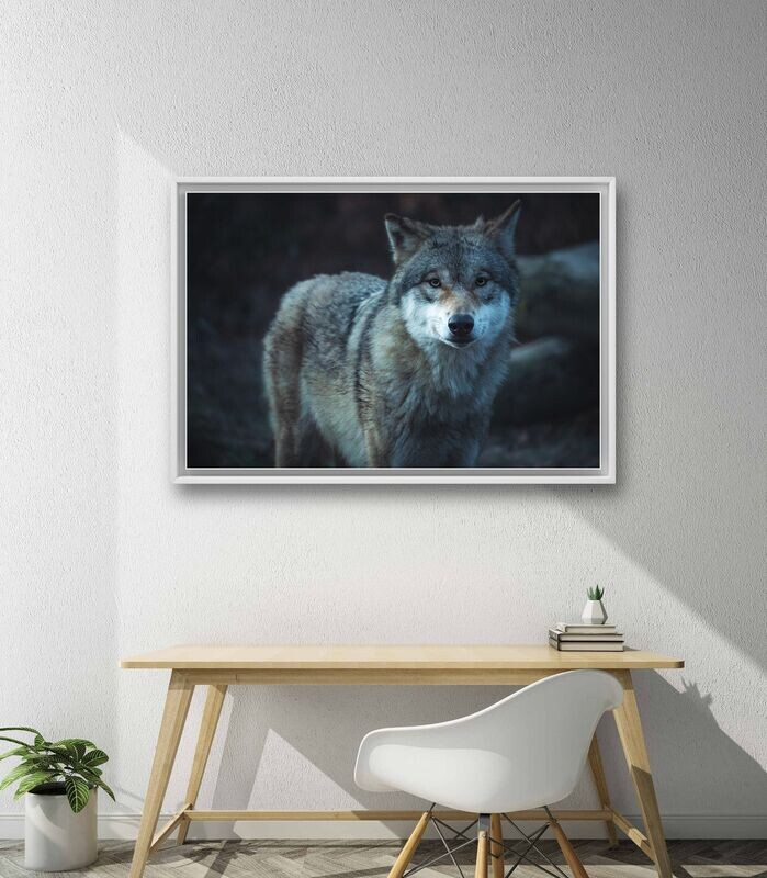 Wandbild Wolf - Alu-Dibond im weißen Schattenfugenrahmen