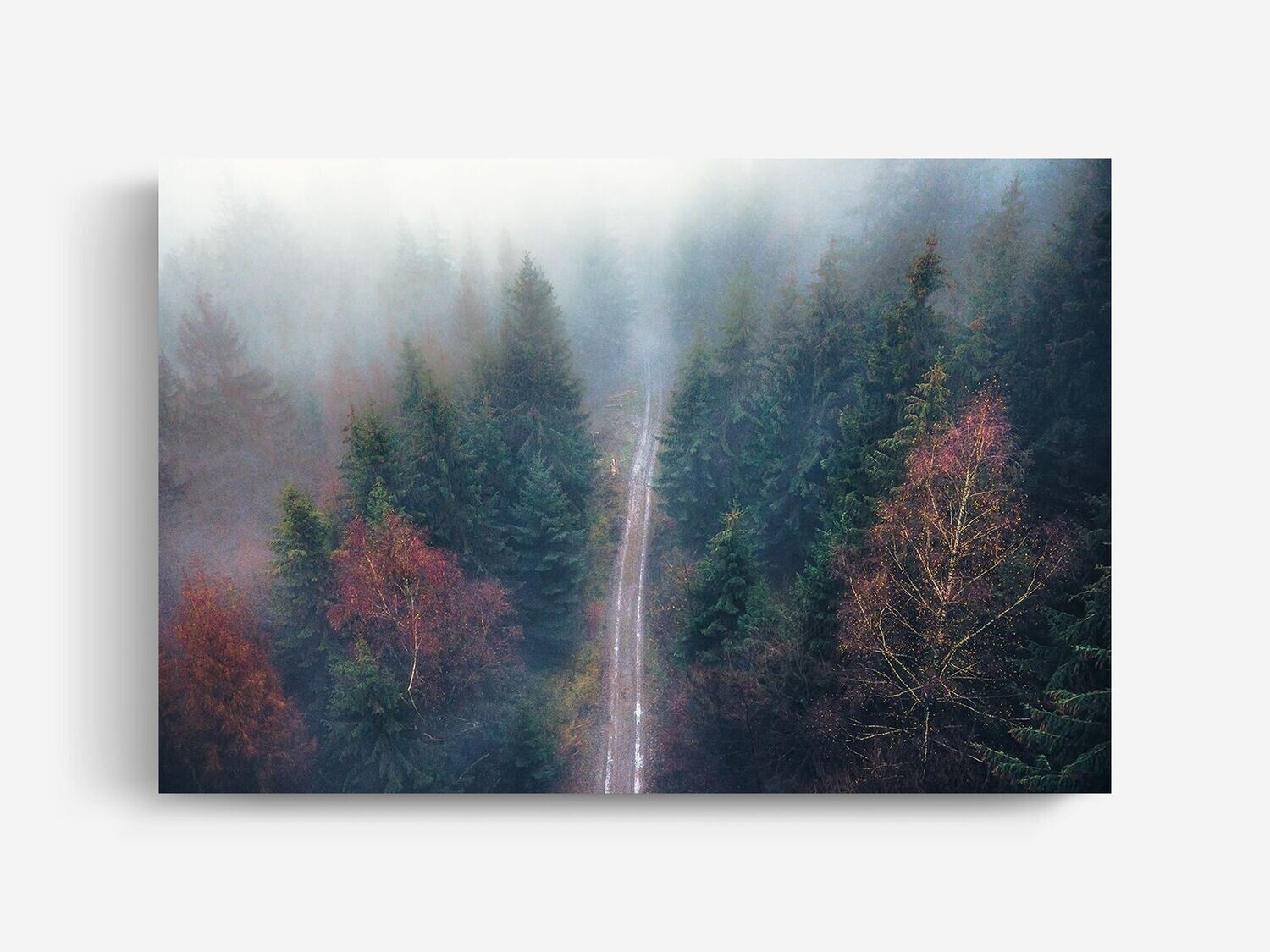 Image License Misty Forest