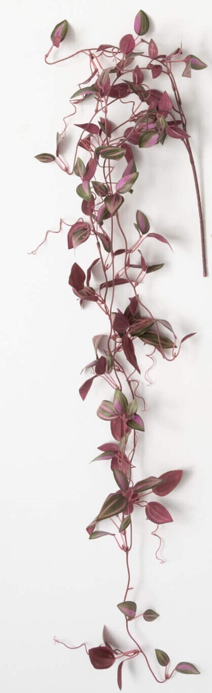 Inch Plant Vines