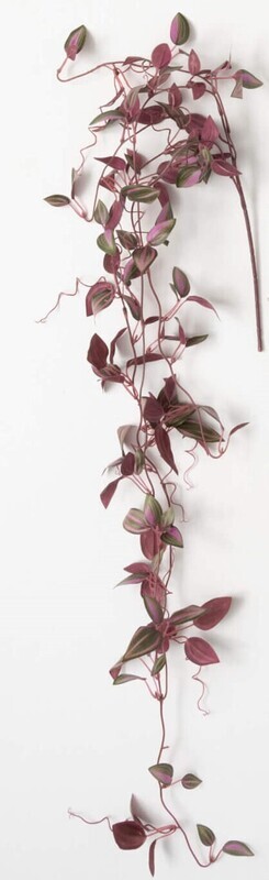 Inch Plant Vines
