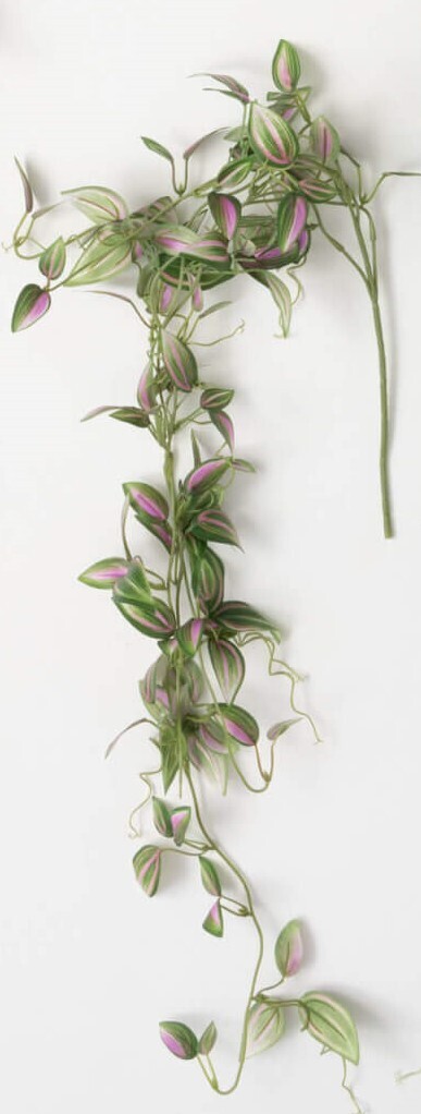 Inch Plant Vines