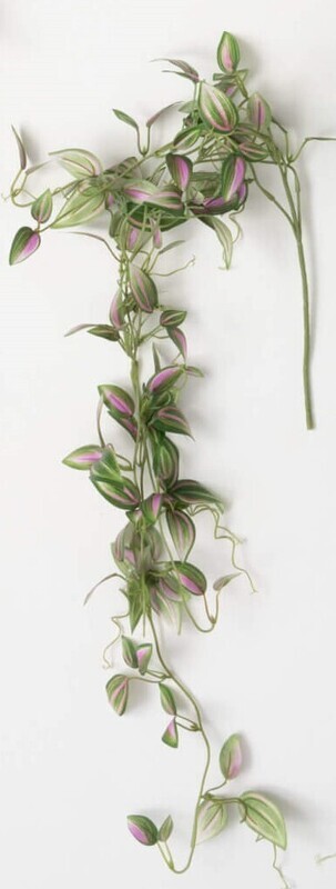Inch Plant Vines