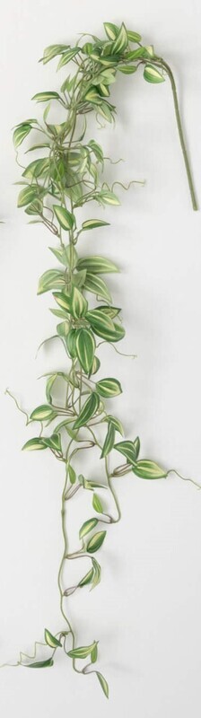 Inch Plant Vines