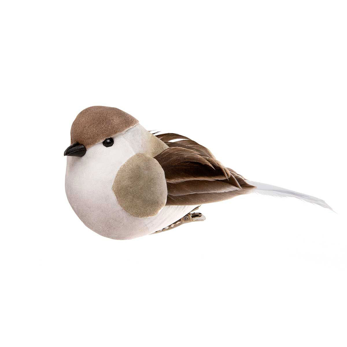 Bird Robin