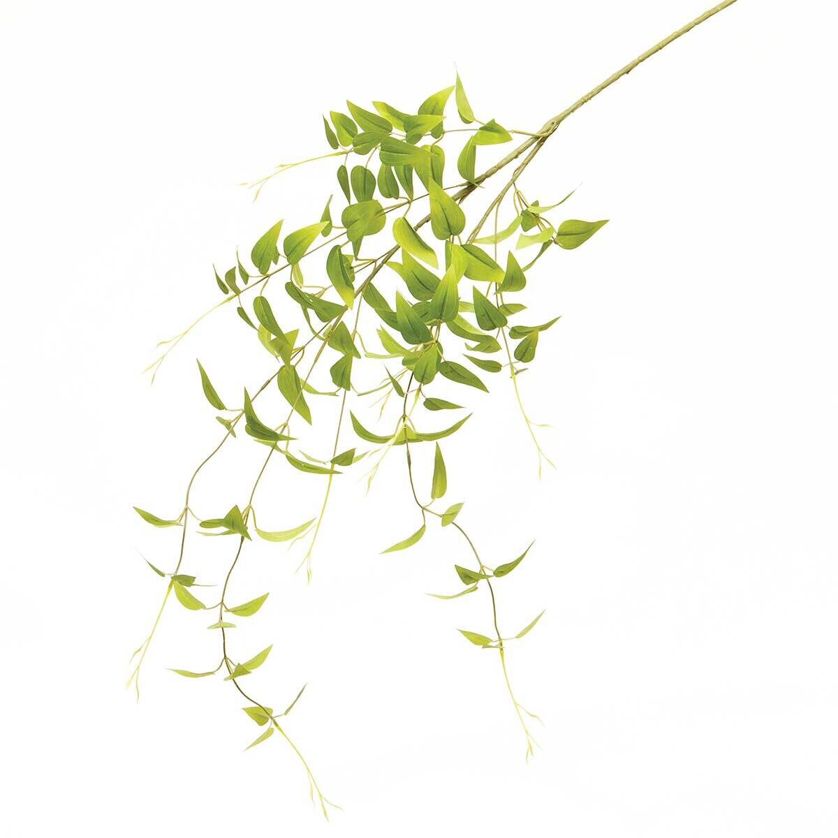 Branch wild willow 