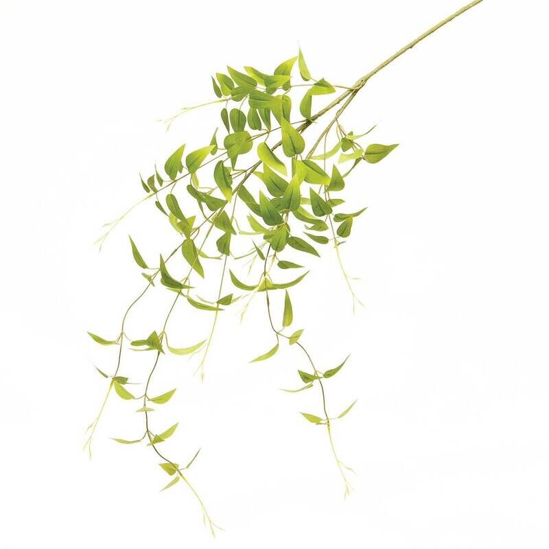 Branch wild willow 