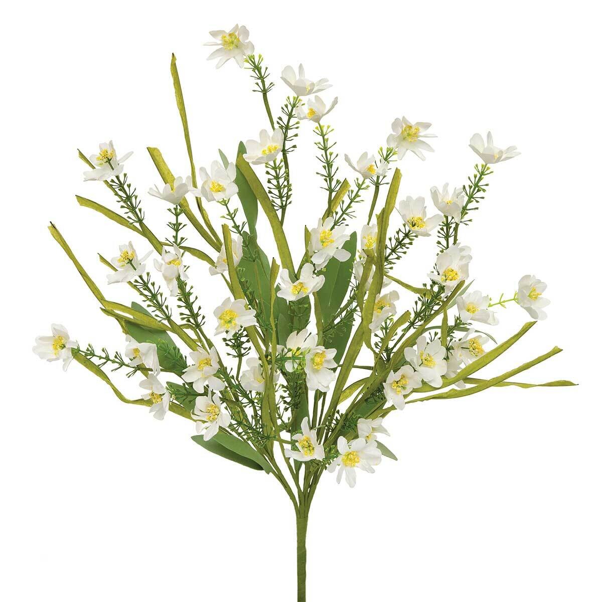 Bush daisy 