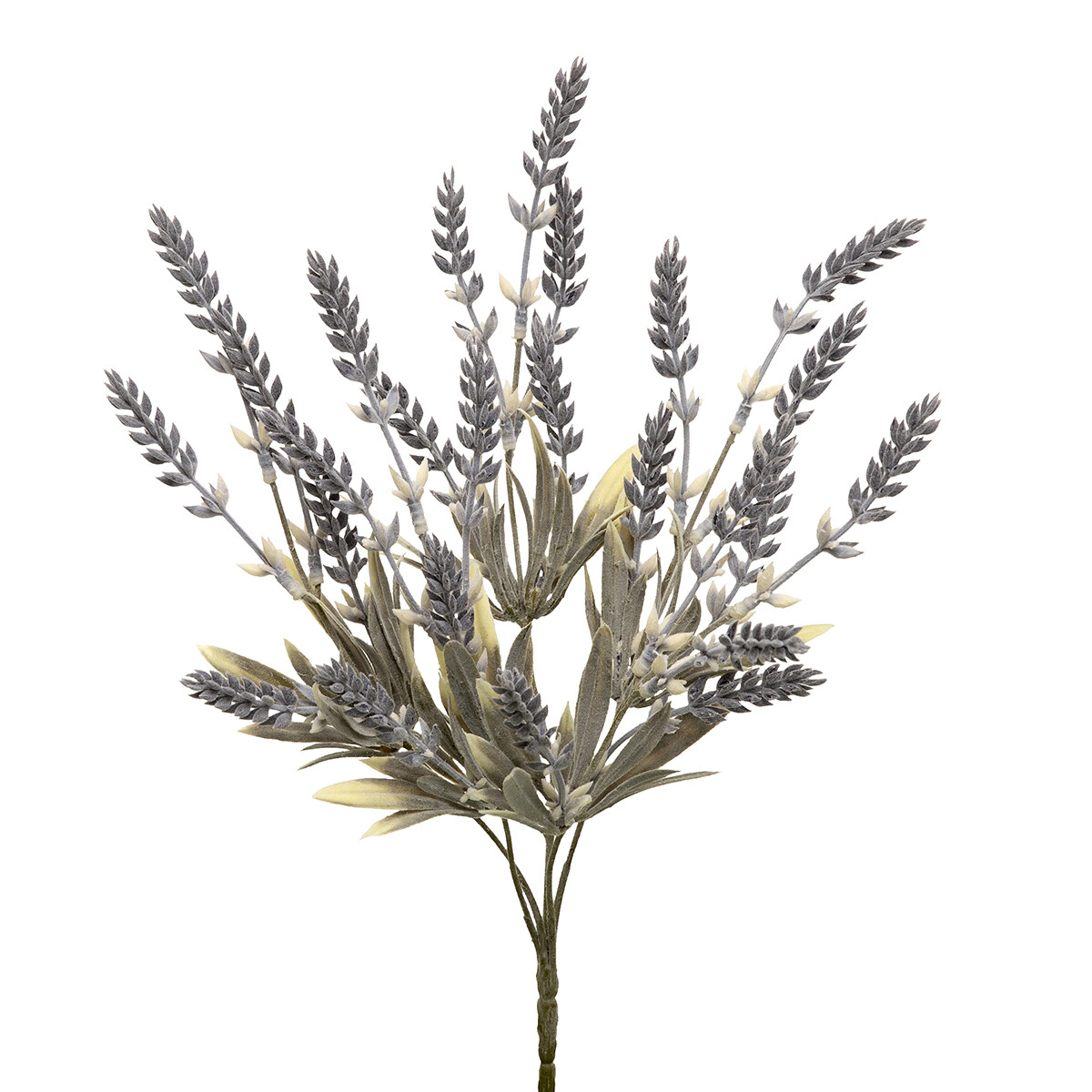 Bush Lavender Sage