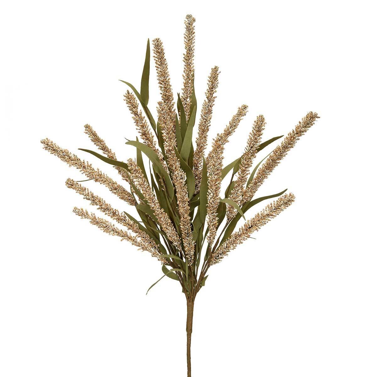 Bush Milo Grass