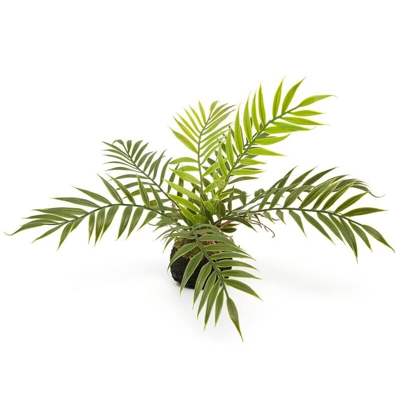 Fern Patio On Dirt w/Roots