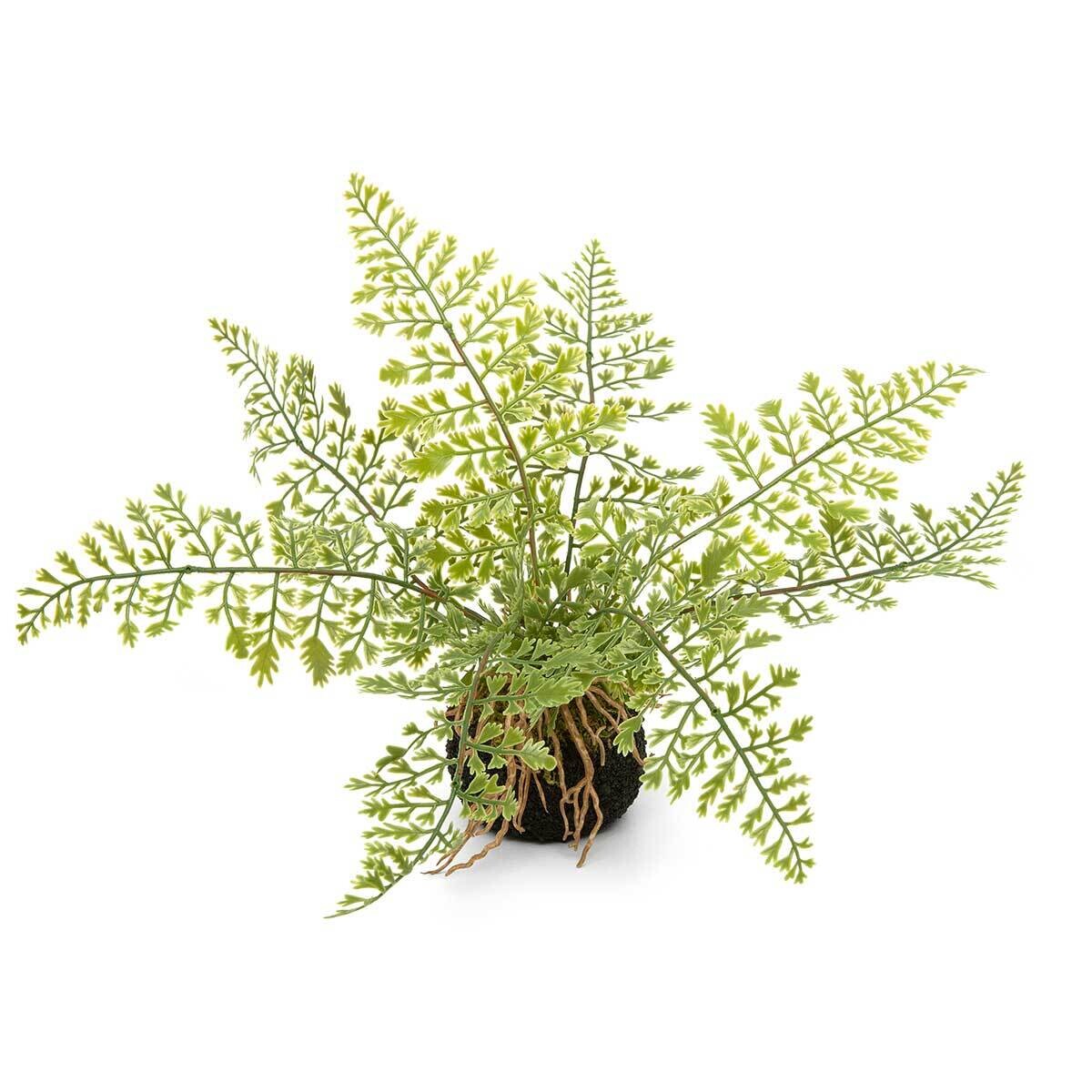 Fern Maidenhair on Dirt w/Roots