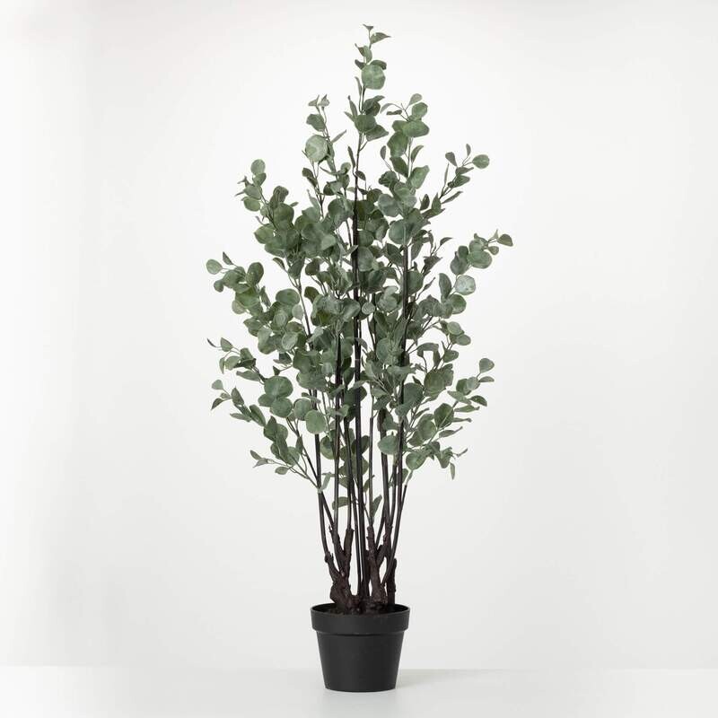 Eucalyptus Tree