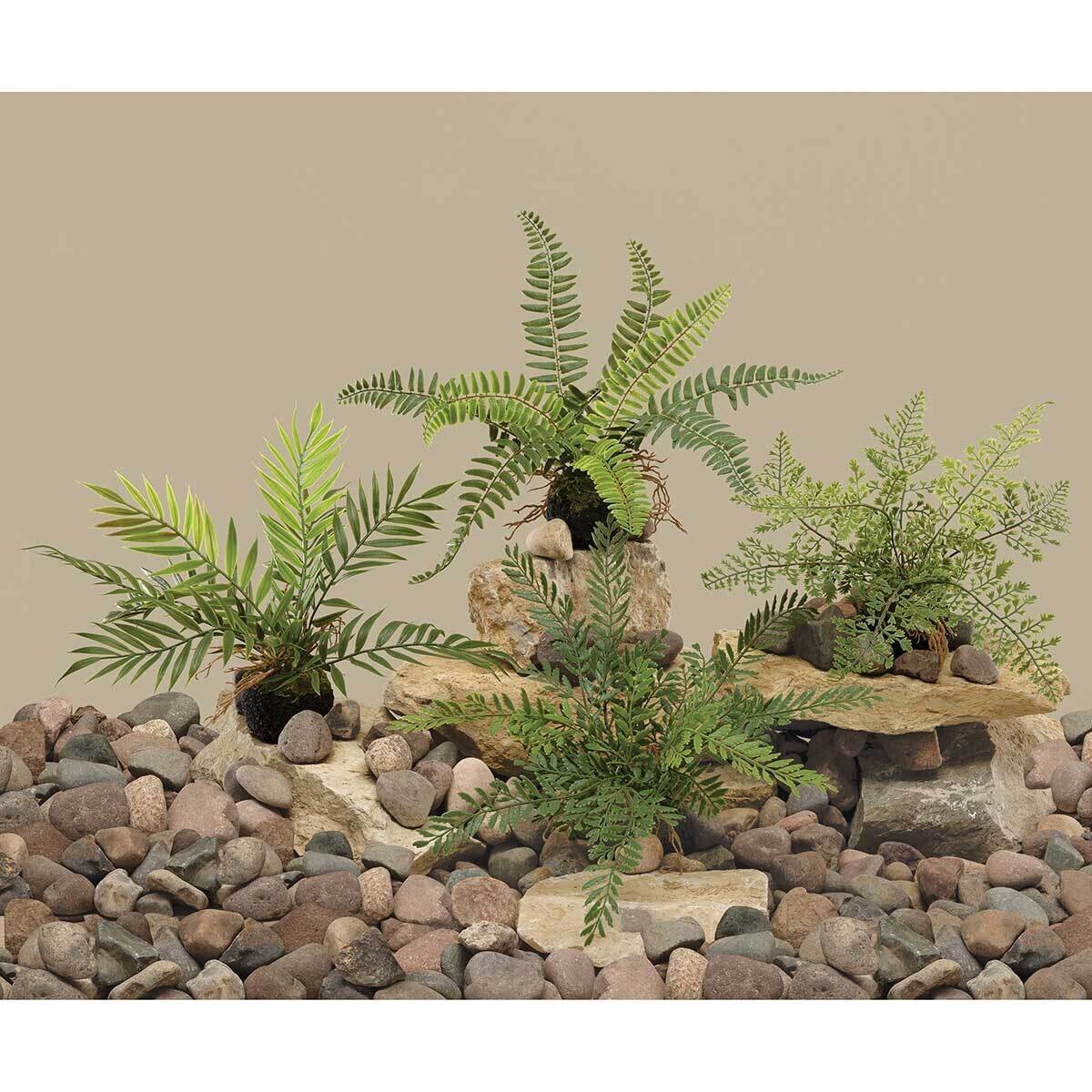 Fern Boston on Dirt w/Roots