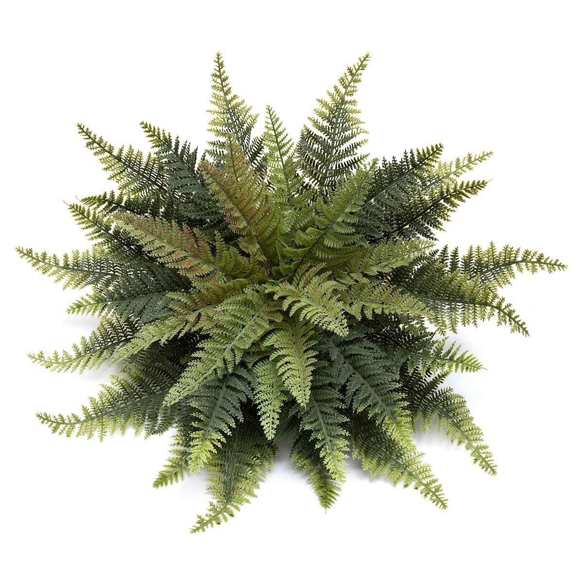 Fern Lady