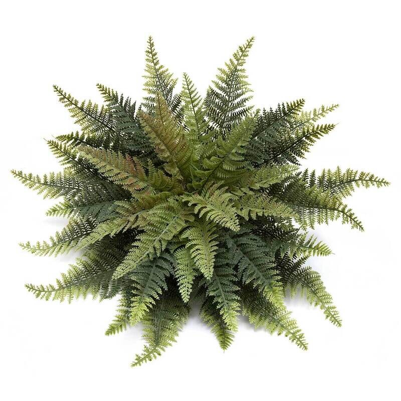 Fern Lady