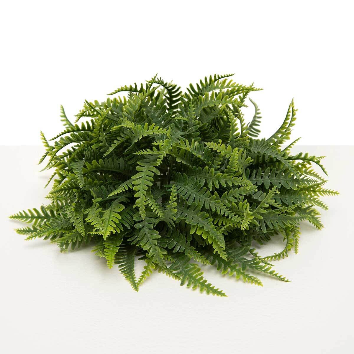Dome Resurrection Fern
