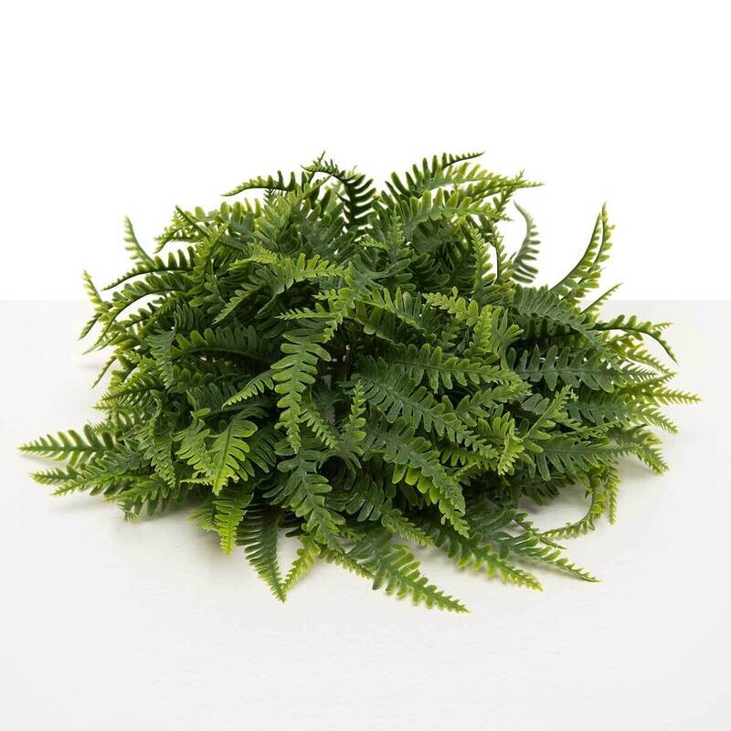 Dome Resurrection Fern
