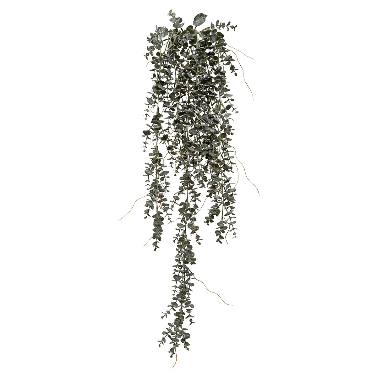 Hanging Bush Eucalyptus and Twigs Dark Green