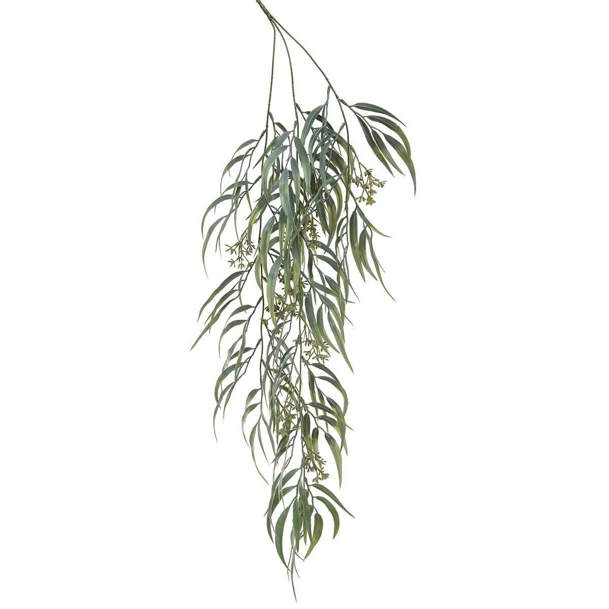 Hanging bush ruscus scarlet