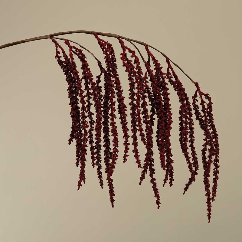 Amaranthus Hanging Burgundy